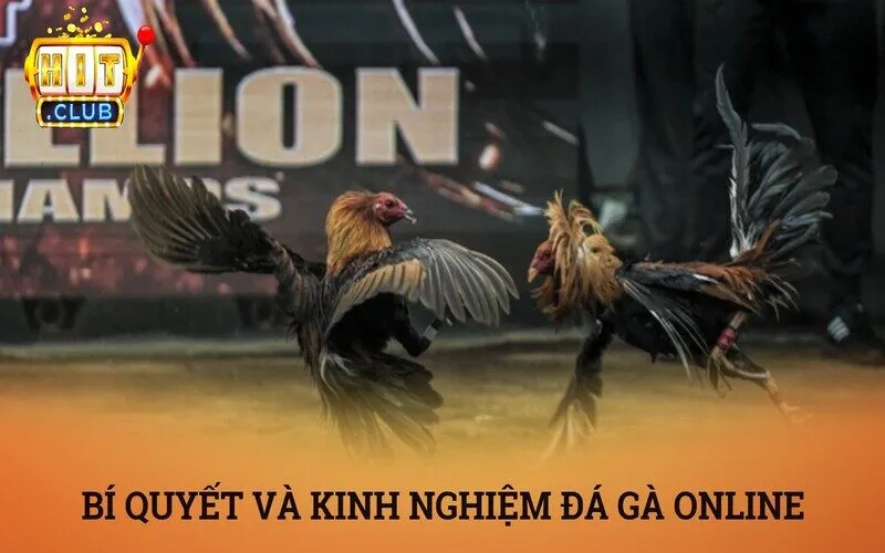 Đá gà online là gì? Phá đảo sảnh đá gà online Hitclub luôn thắng 4 Bí quyết và kinh nghiệm soi kèo đá gà online hiệu quả nhất