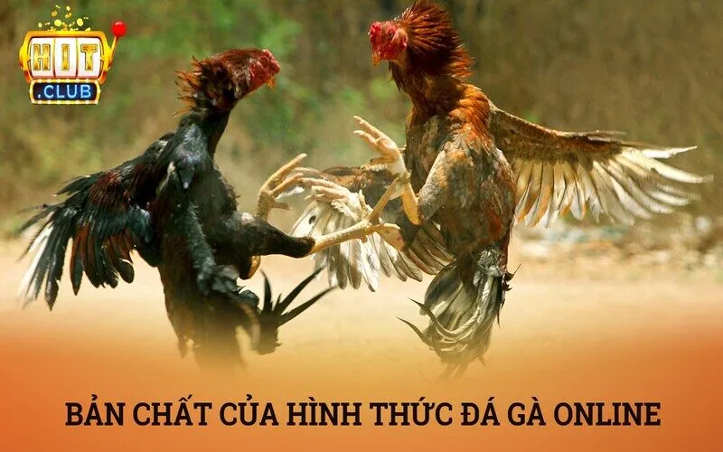 Đá gà online là gì? Phá đảo sảnh đá gà online Hitclub luôn thắng 2 Bản chất của hình thức đá gà online là gì?