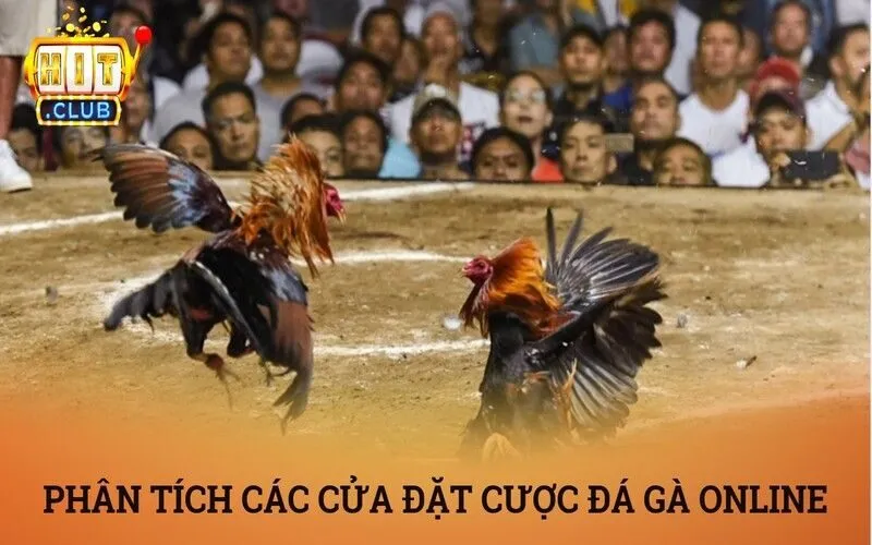 Đá gà online là gì? Phá đảo sảnh đá gà online Hitclub luôn thắng 3 Phân tích các cửa đặt cược trong sảnh đá gà trực tuyến